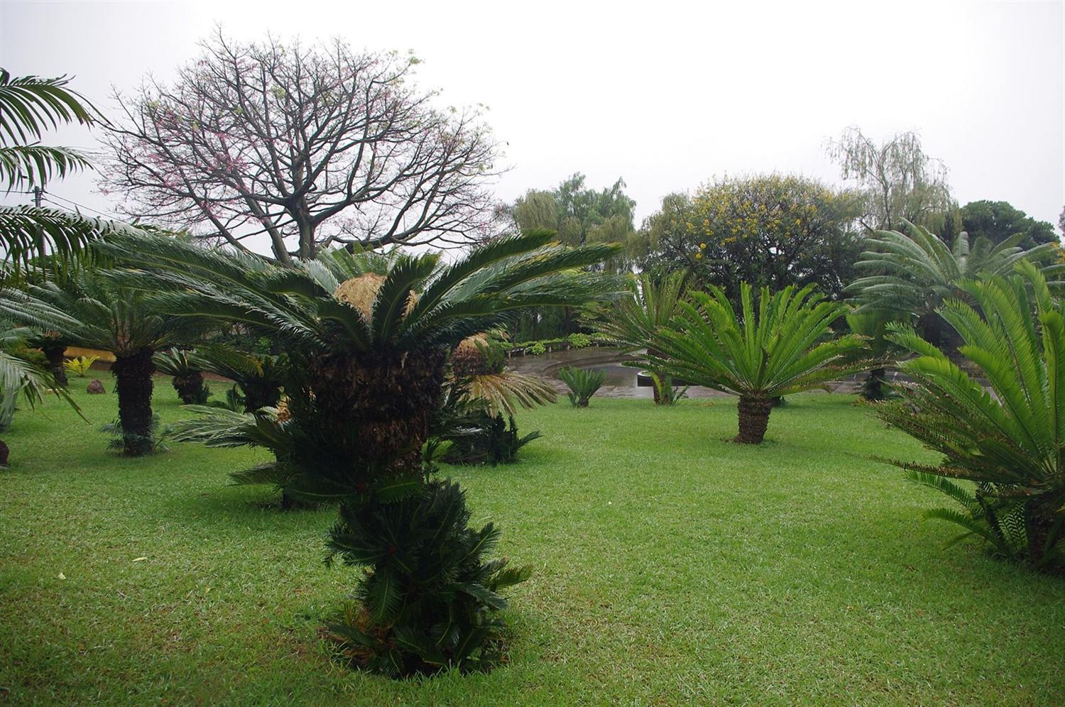 Cycadeeën met kroonvormige bladeren op een grasveld tussen bomen in Madeira Botanical Garden, Funchal