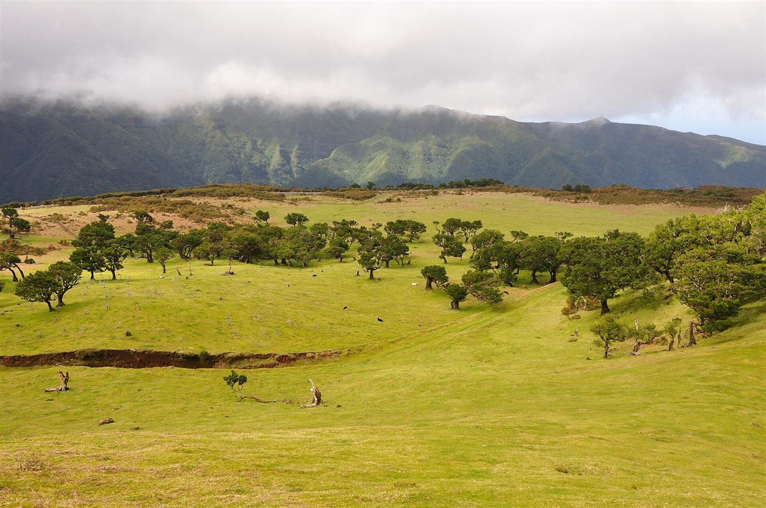Grüne Weidelandschaft mit vereinzelten Lorbeerbäumen unterhalb wolkenverhangener Berge bei Fanal, Madeira