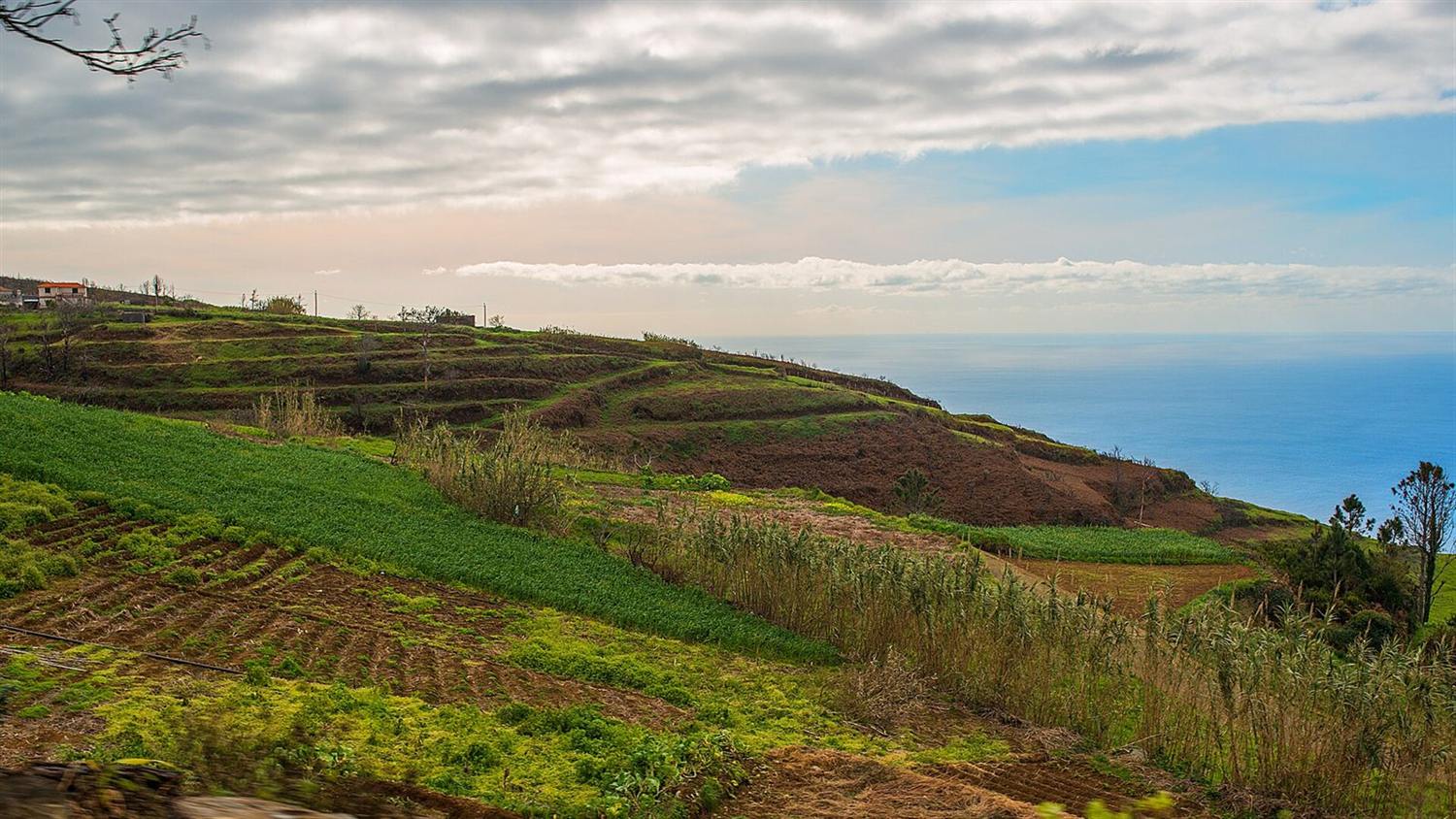 Terrasvormige landbouwgrond op een heuvelhelling aan de kust op Madeira, met beplante rijen die glooien naar de oceaan