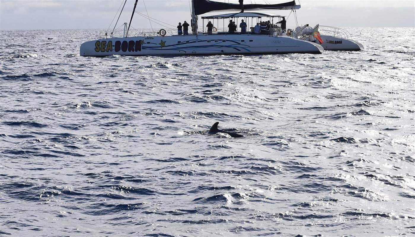 Rugvin van een griend nabij het catamaran Sea-Born voor de kust van Funchal, Madeira